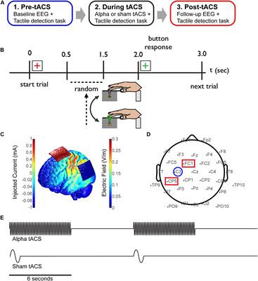 A Prospective Study of the Impact of Transcranial Alternating Current Stimulation on EEG Correlates of Somatosensory Perception